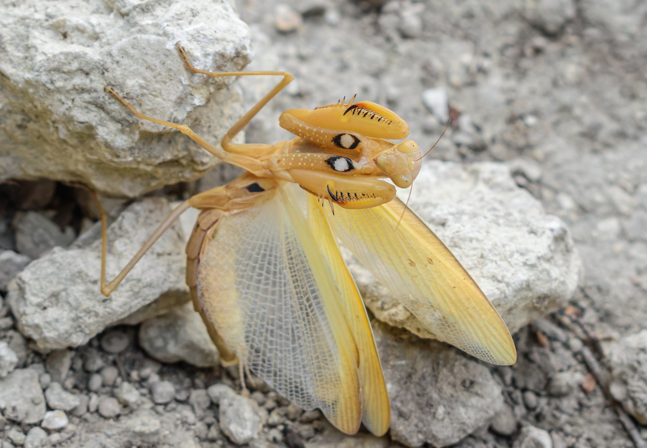 Богомолиха пугает Дашеньку