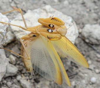 Богомолиха пугает Дашеньку 😳