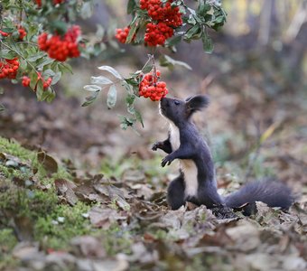 За рябинкой