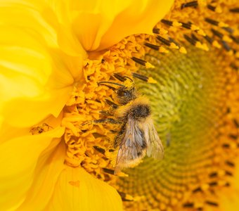 Шмель упивается нектаром солнечного цветка