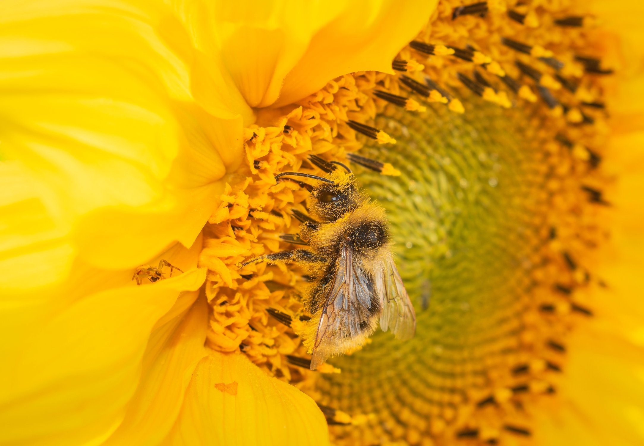 Шмель упивается нектаром солнечного цветка