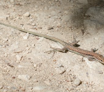 Маленький дракон во всю длину