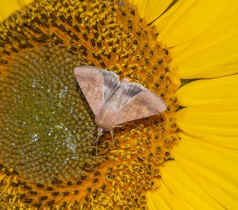 Хлопковая совка на подсолнухе