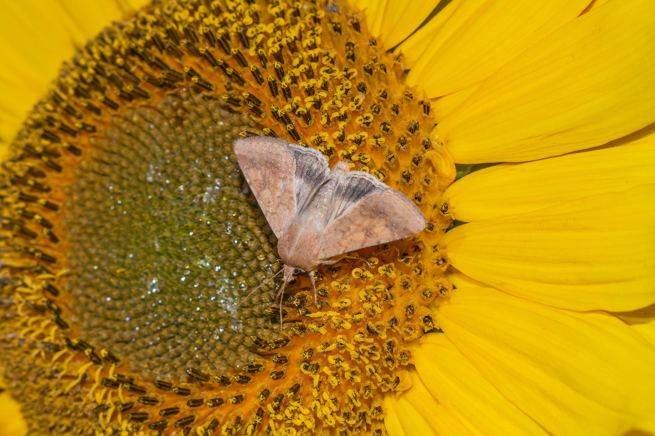 Хлопковая совка на подсолнухе
