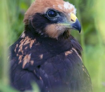 Птичье детство: Где же мама?