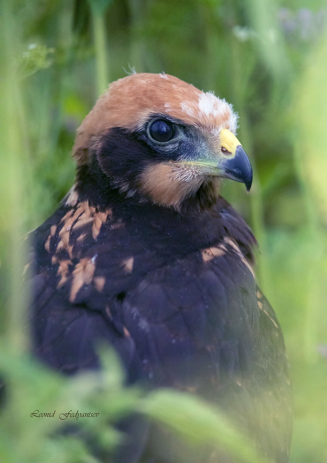 Птичье детство: где же мама?