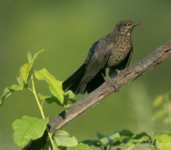 Птичье детство: Есть хочу!