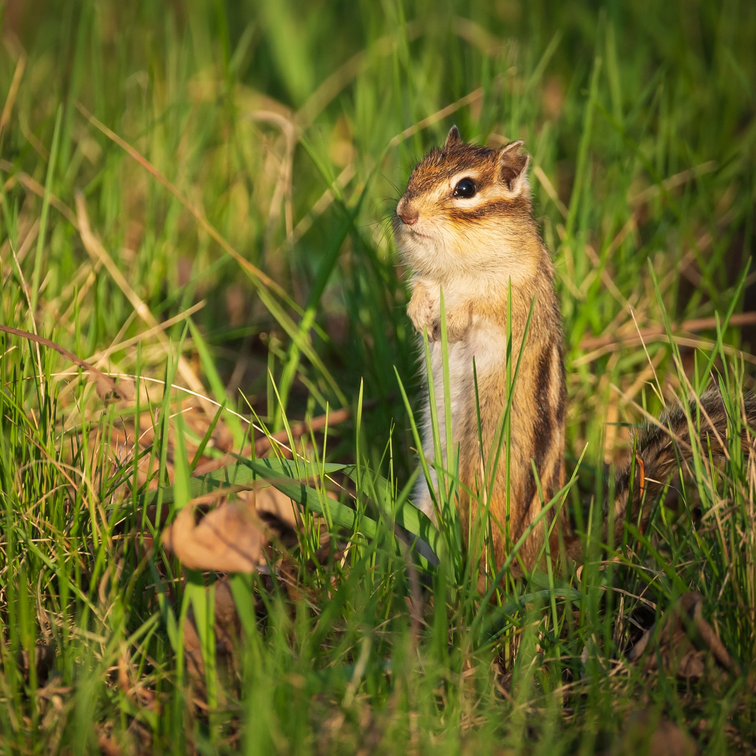 В любимой позе