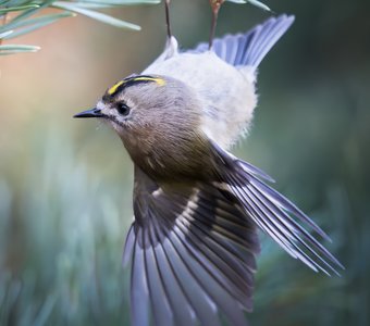 Желтоголовый королёк (Regulus regulus)