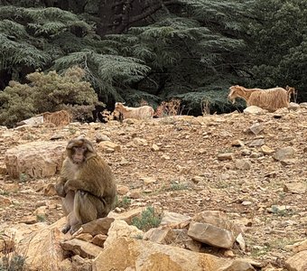 Марокко. Обезьяны и козы
