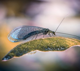 Нежная златоглазка!