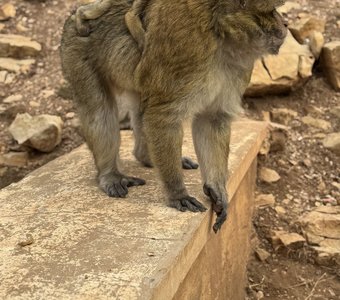 Обезьянки вышли на работу - клянчить еду у туристов. Марокко