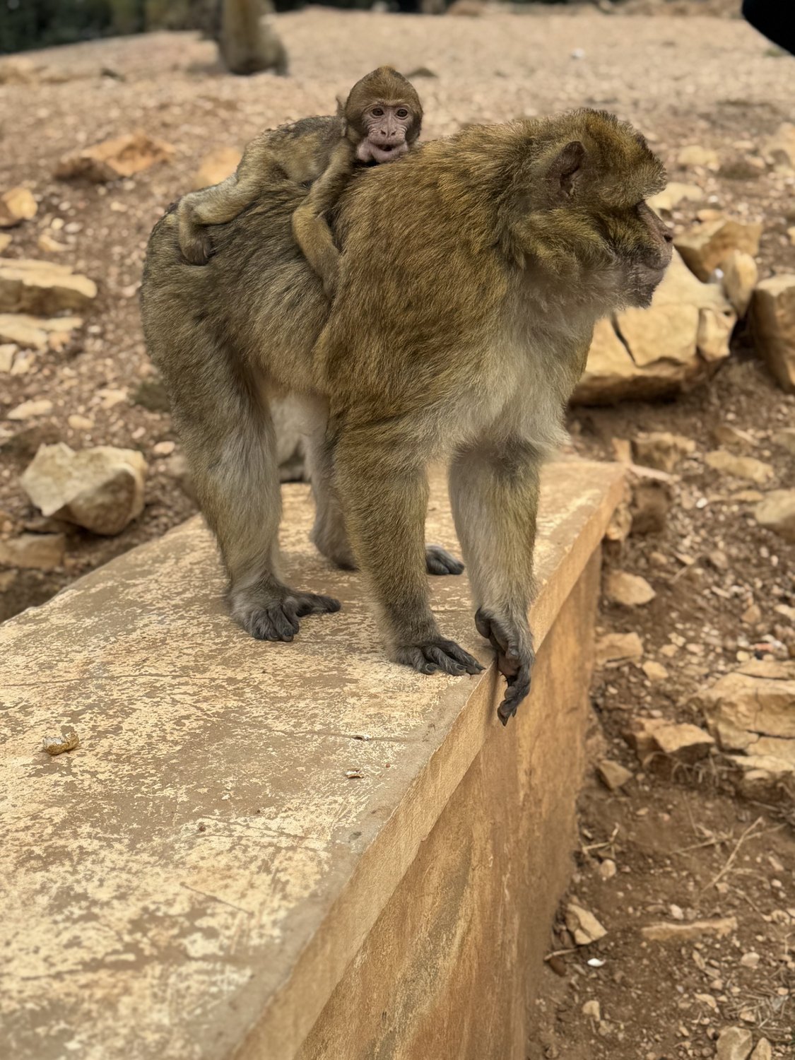 Обезьянки вышли на работу - клянчить еду у туристов. Марокко