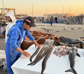 Вечерний улов. Эссавейра