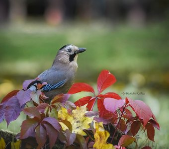 Вот и осень пришла...