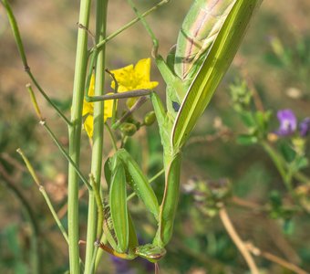 Самка обыкновенного богомола