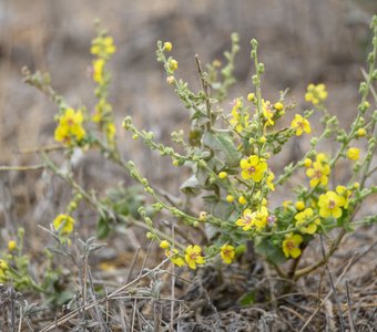 Коровяк выемчатый у подножия горы Шулдан-Бурун