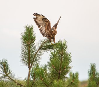 Обыкновенный канюк приветвился на сосну