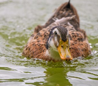 Серебряная утка породы  Эпплярда