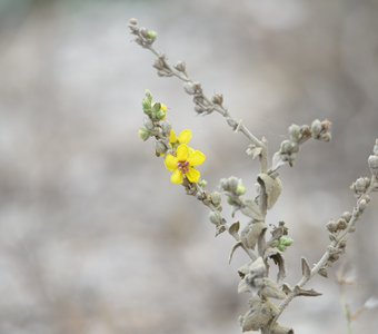 Коровяк выемчатый в известняковой пыли