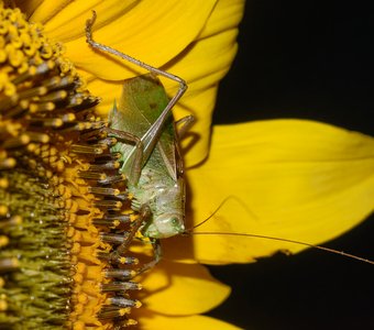 Певчий кузнечик (самец)