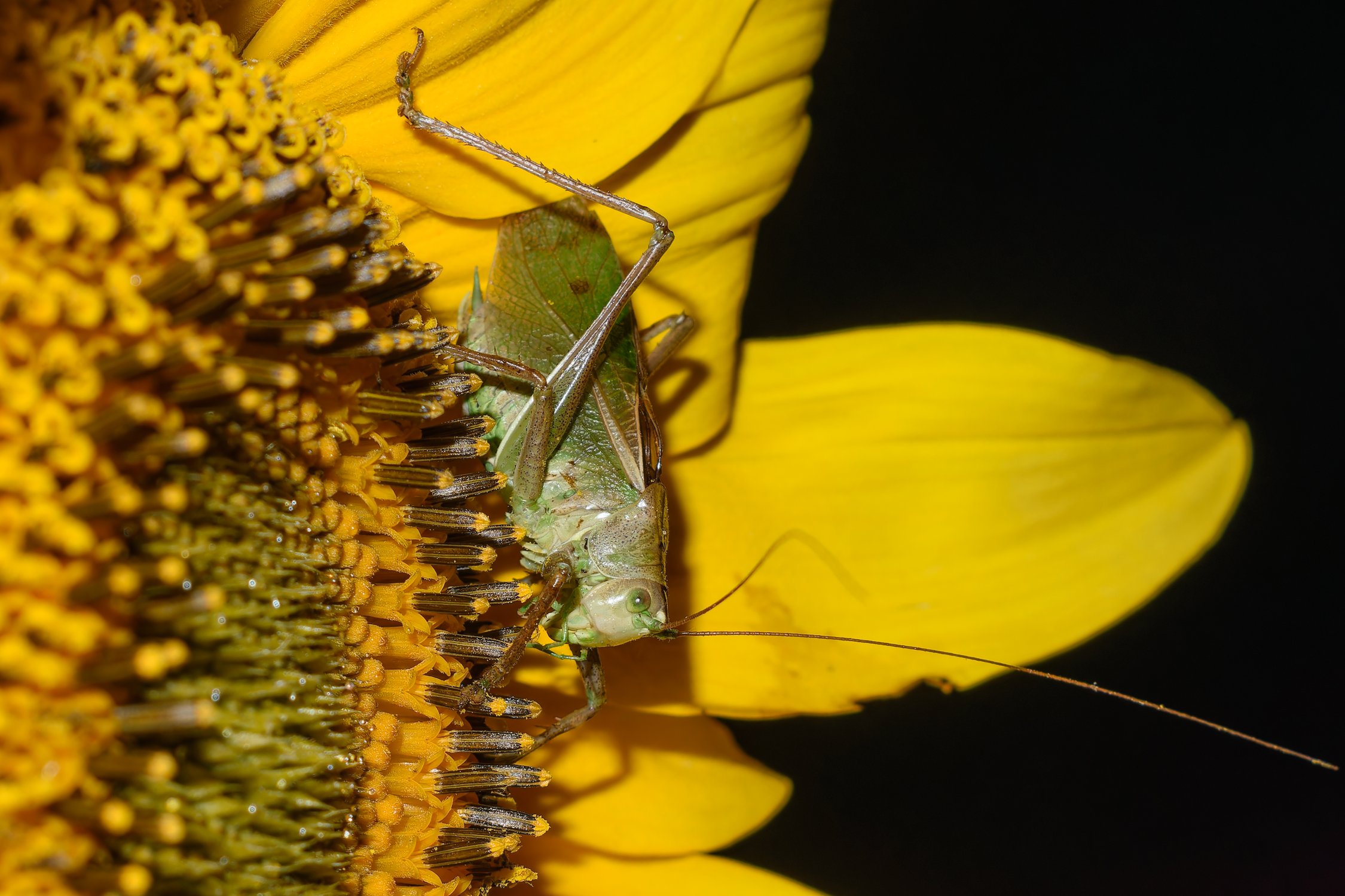 Певчий кузнечик (самец)