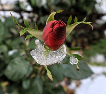 Льдинка на бутоне розы
