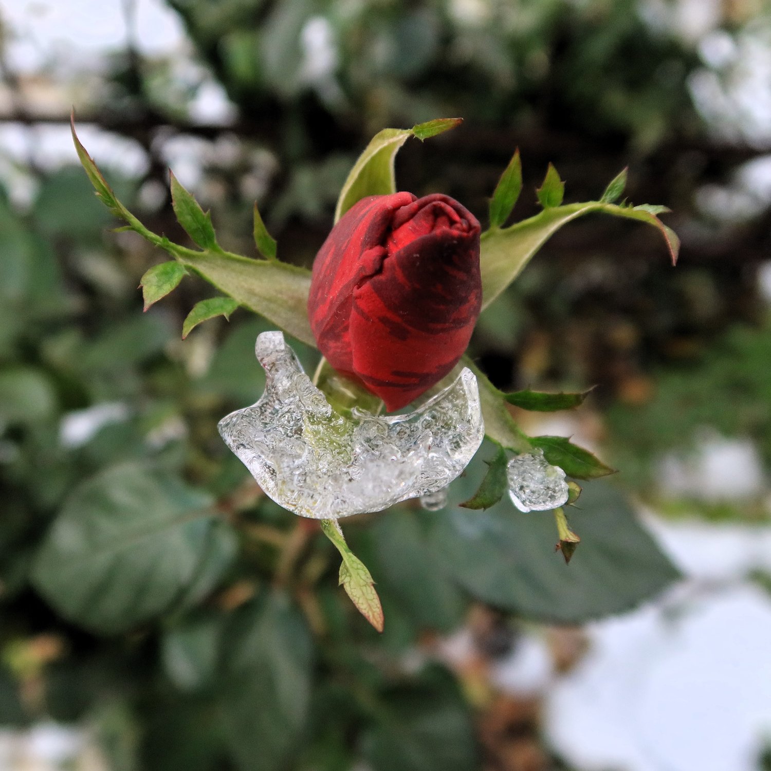 Льдинка на бутоне розы