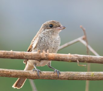 Молодой и невероятно красивый обыкновенный жулан