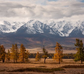 Золотые лиственницы