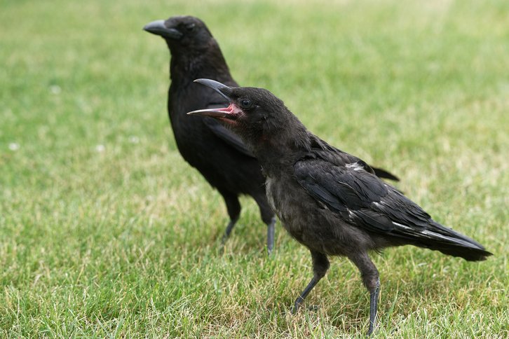 Фото: Wikimedia Commons.