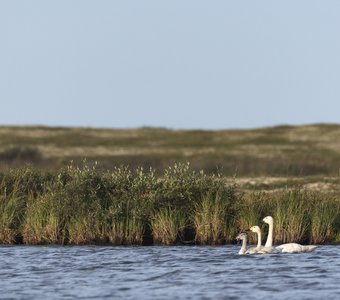 Семья тундровых лебедей