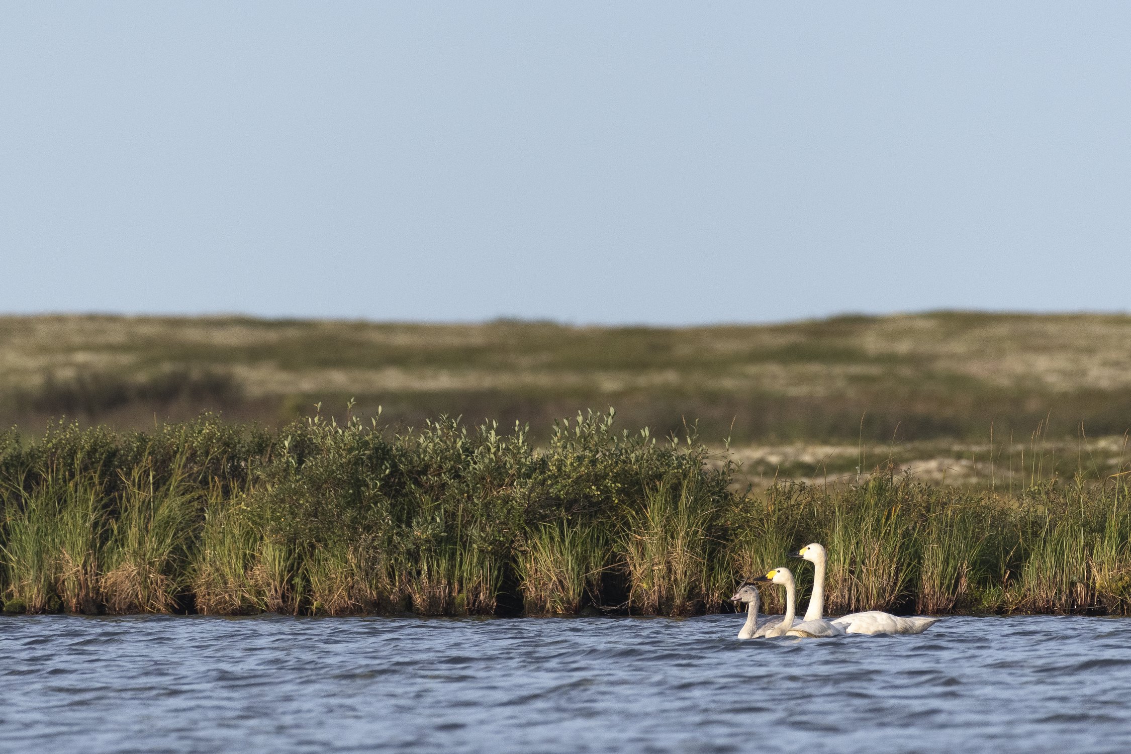 Семья тундровых лебедей