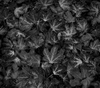 Опавшая листва