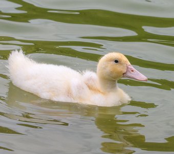 Утёнок породы эйльсбюри