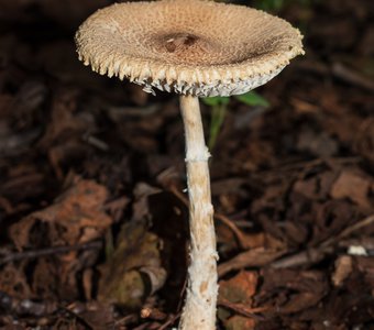 Шампиньон августовский