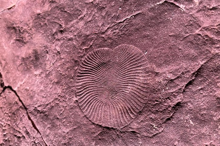 Фото: Wikimedia Commons.