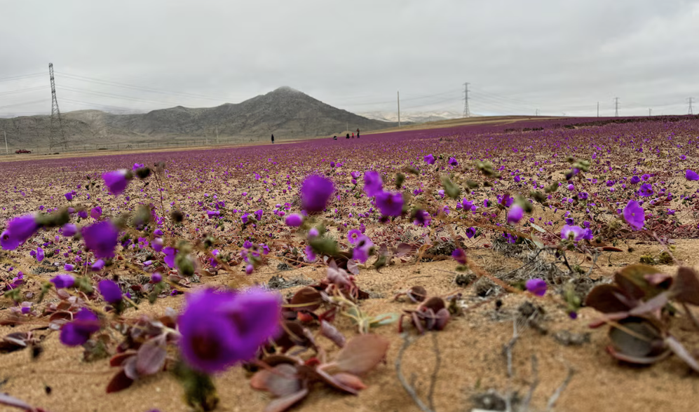 В самой засушливой пустыне мира расцвели яркие цветы