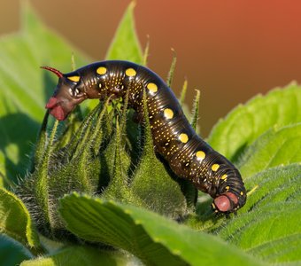 Гусеница бабочки бражника подмаренникового