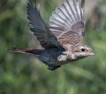 Сорокопут-жулан (Lanius collurio)