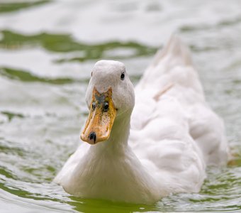 Утка породы эйльсбюри