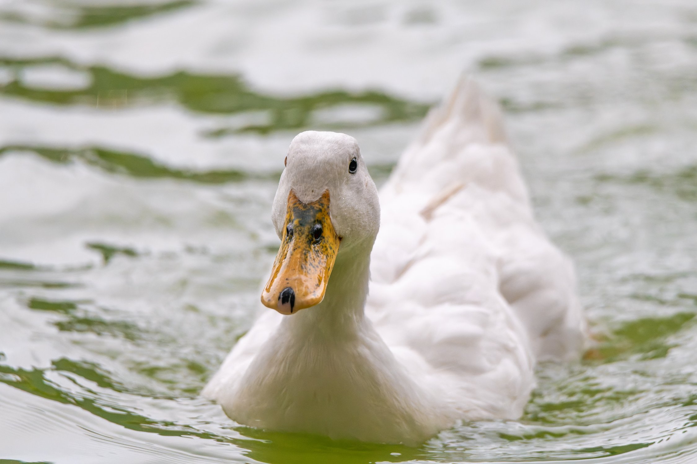 Утка породы эйльсбюри