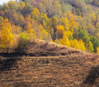 Осеннее настроение