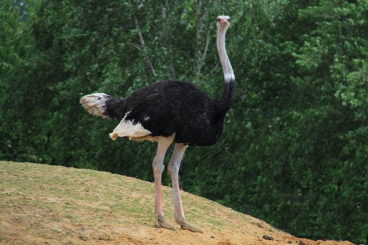 Фото: Ronnie Macdonald/Flickr.com