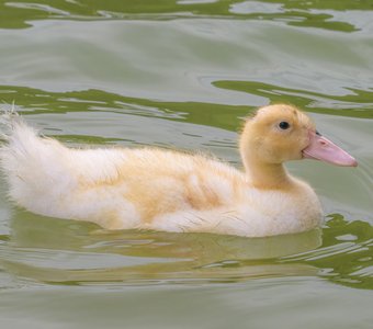 Утёнок породы эйльсбюри