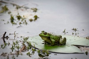 Китаянка пыталась вылечиться и съела восемь лягушек