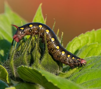 Гусеница бабочки бражника подмаренникового
