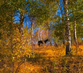 Осеннее настроение