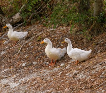 Утки породы эйльсбюри