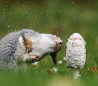 Белка-краса — русая коса